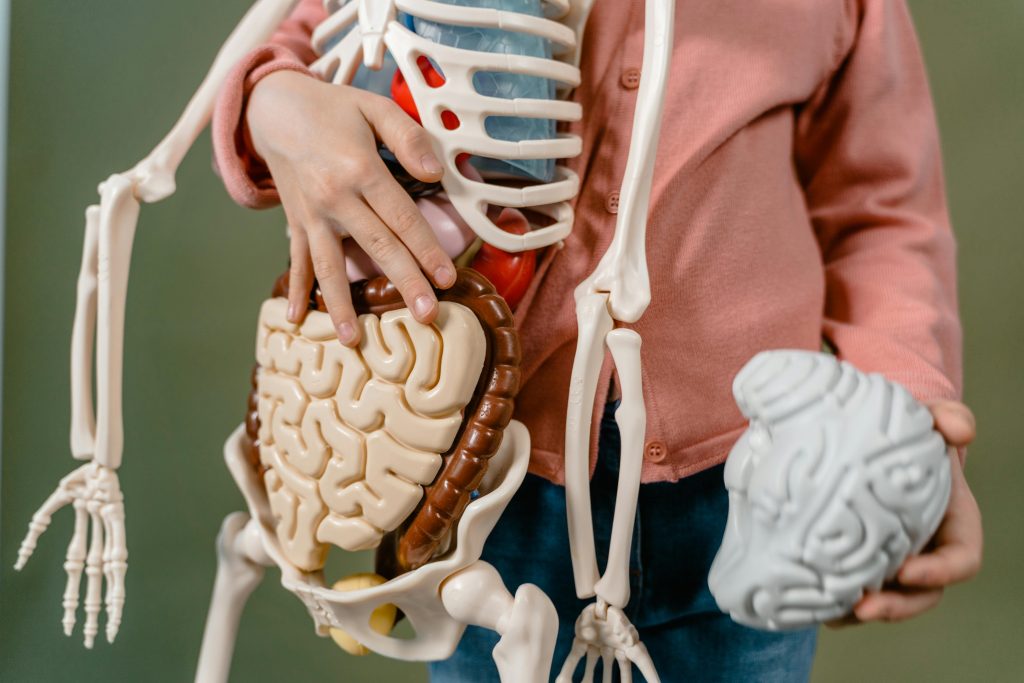 pexels photo 8471867 8471867 A child interacts with a detailed anatomical skeleton model, showcasing the brain and digestive system.
